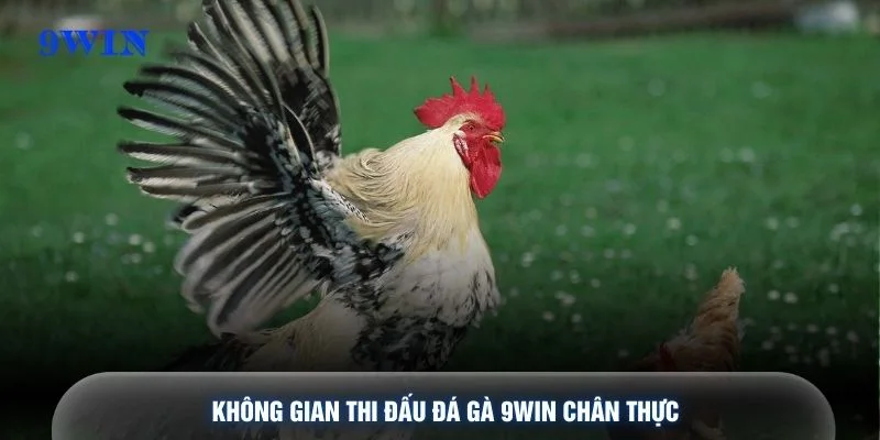 Không gian thi đấu đá gà 9WIN chân thực
